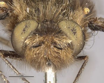 Media type: image;   Entomology 12722 Aspect: head frontal view